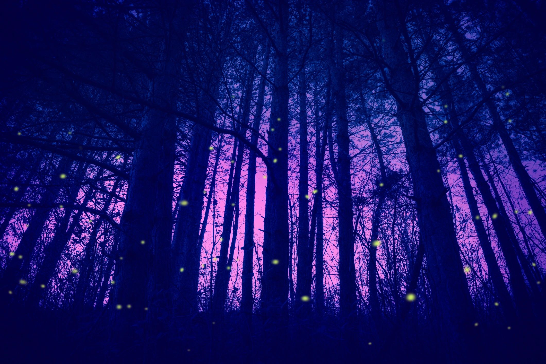 Twilight forest with fireflies