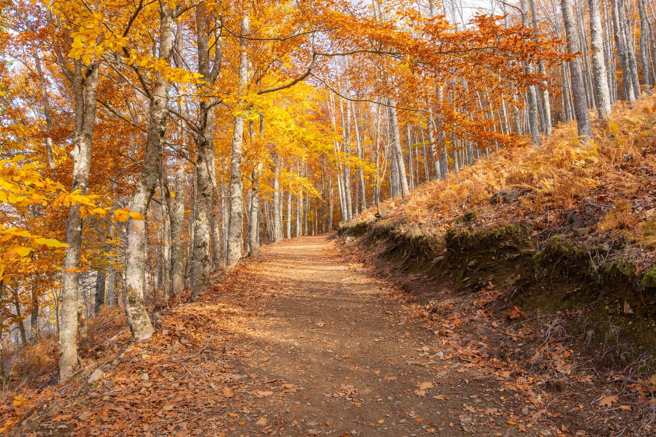 Forest path with golden light